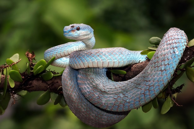 Free photo blue viper snake closeup face head of viper snake blue insularis